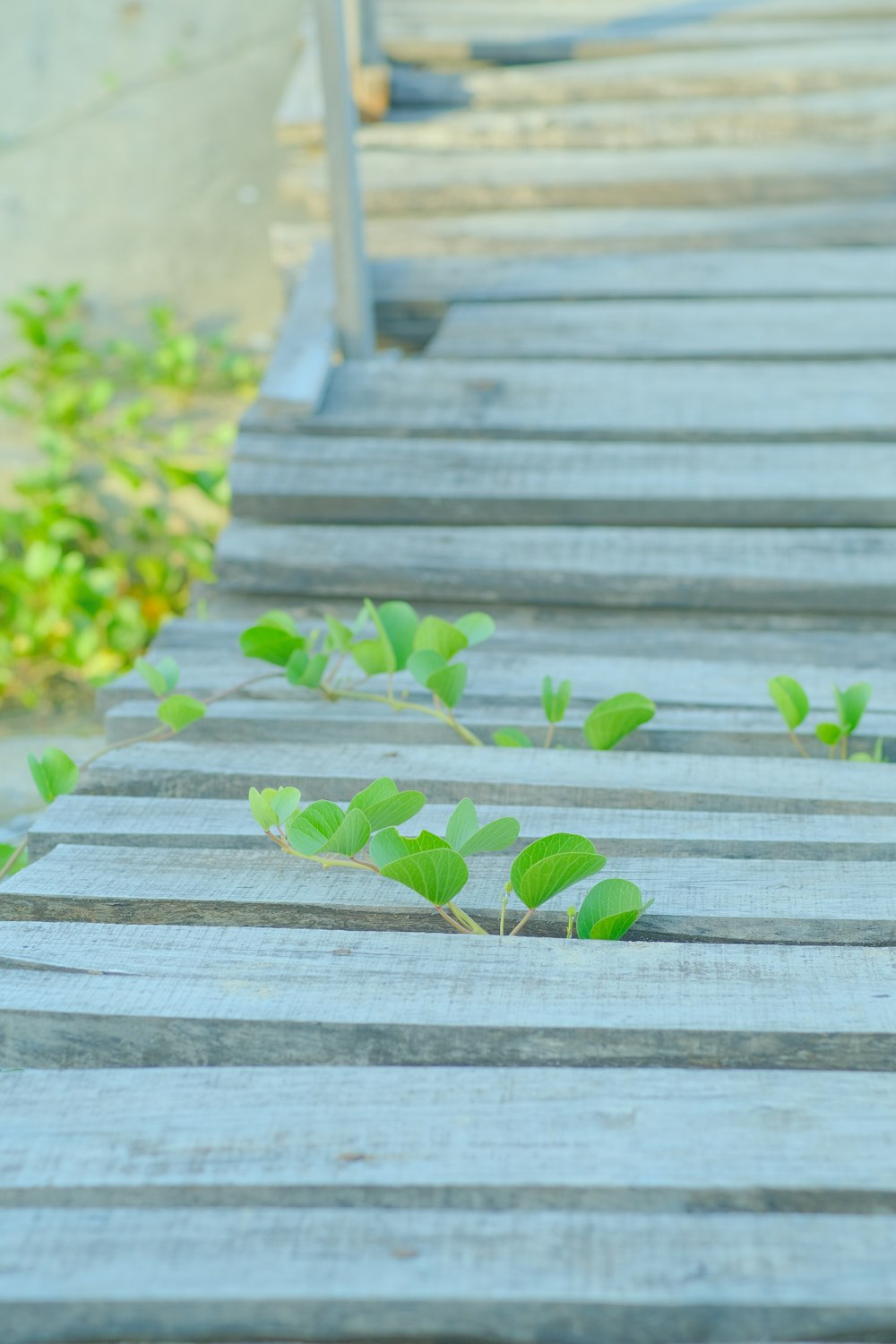 a row of wooden steps with small green plants growing out of them