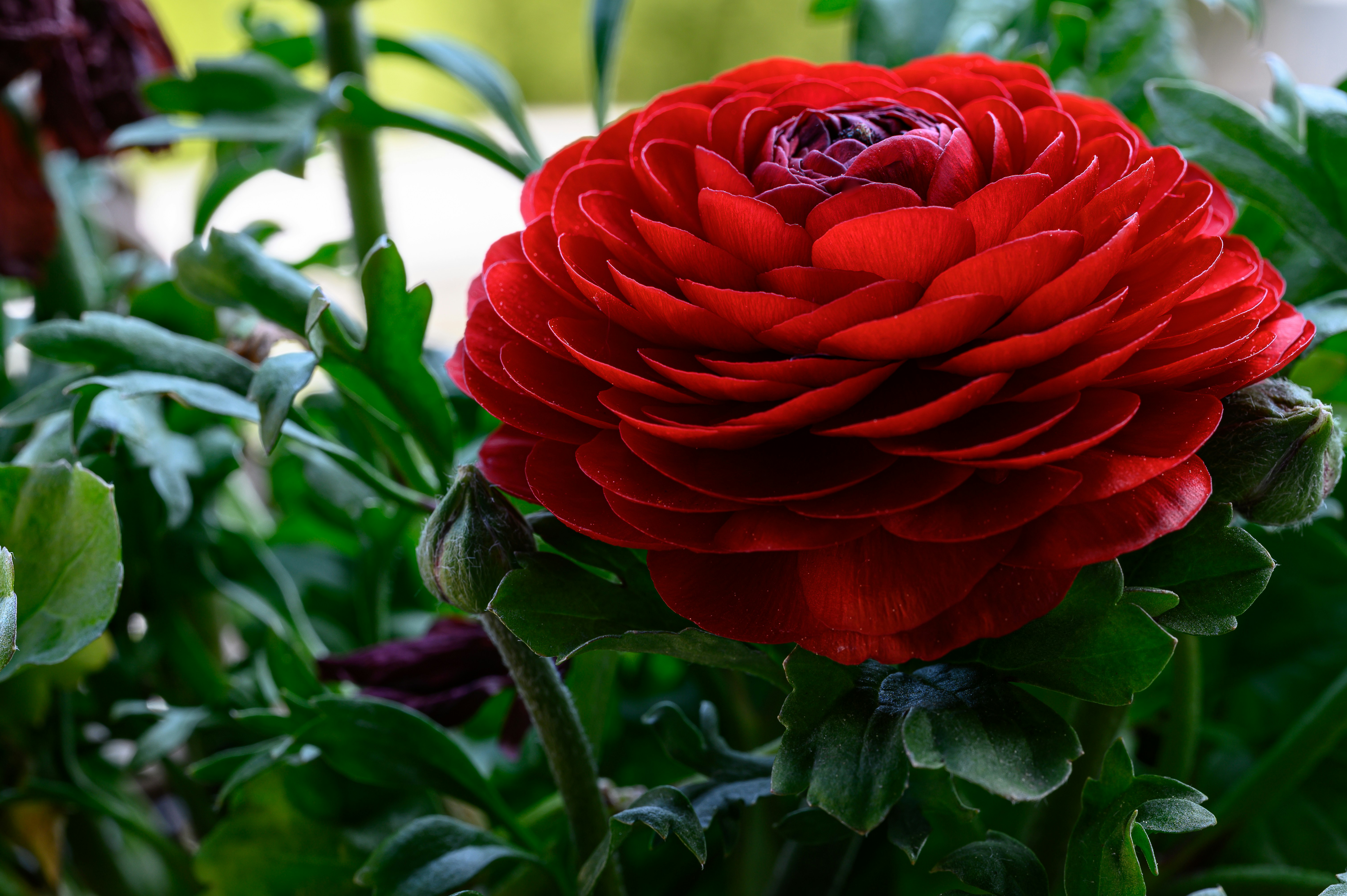 a close up of a red flower in a garden