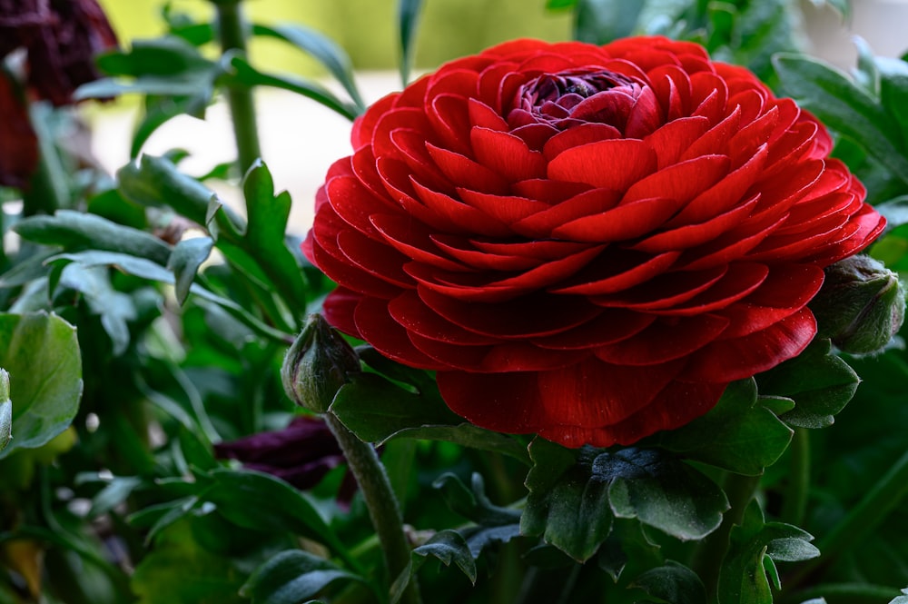 a close up of a red flower in a garden