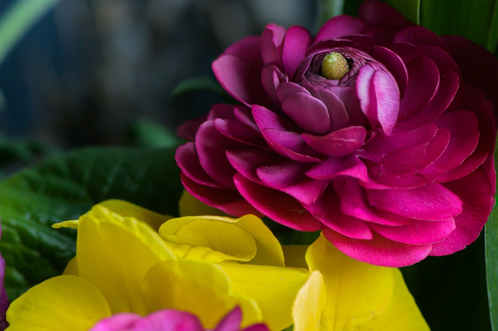 a close up of a bunch of flowers