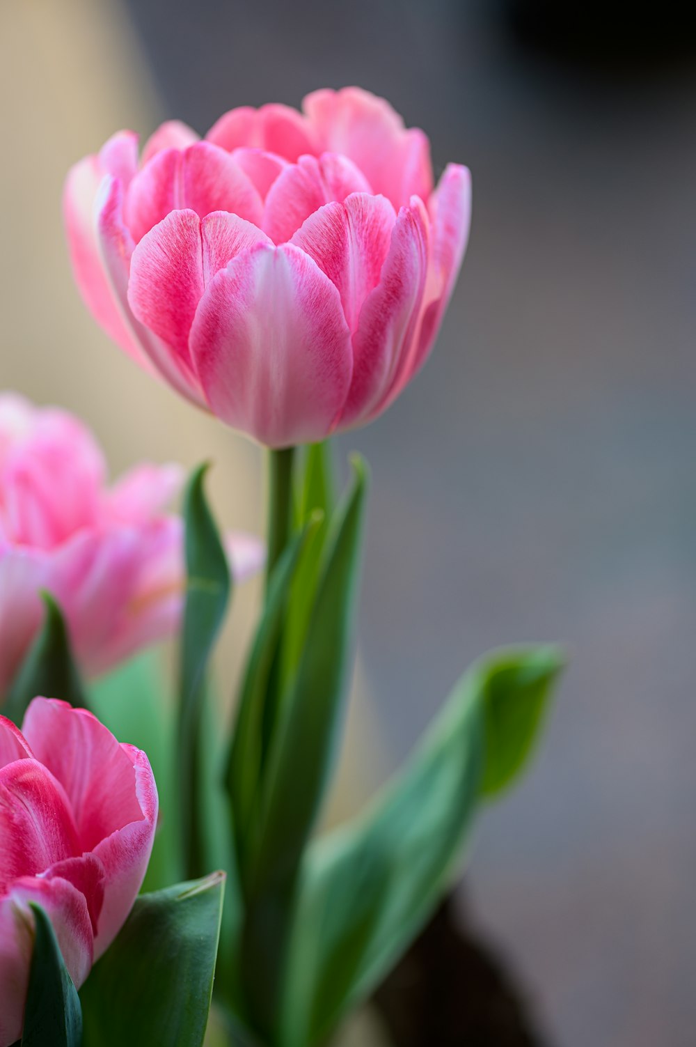 a close up of pink flowers in a vase