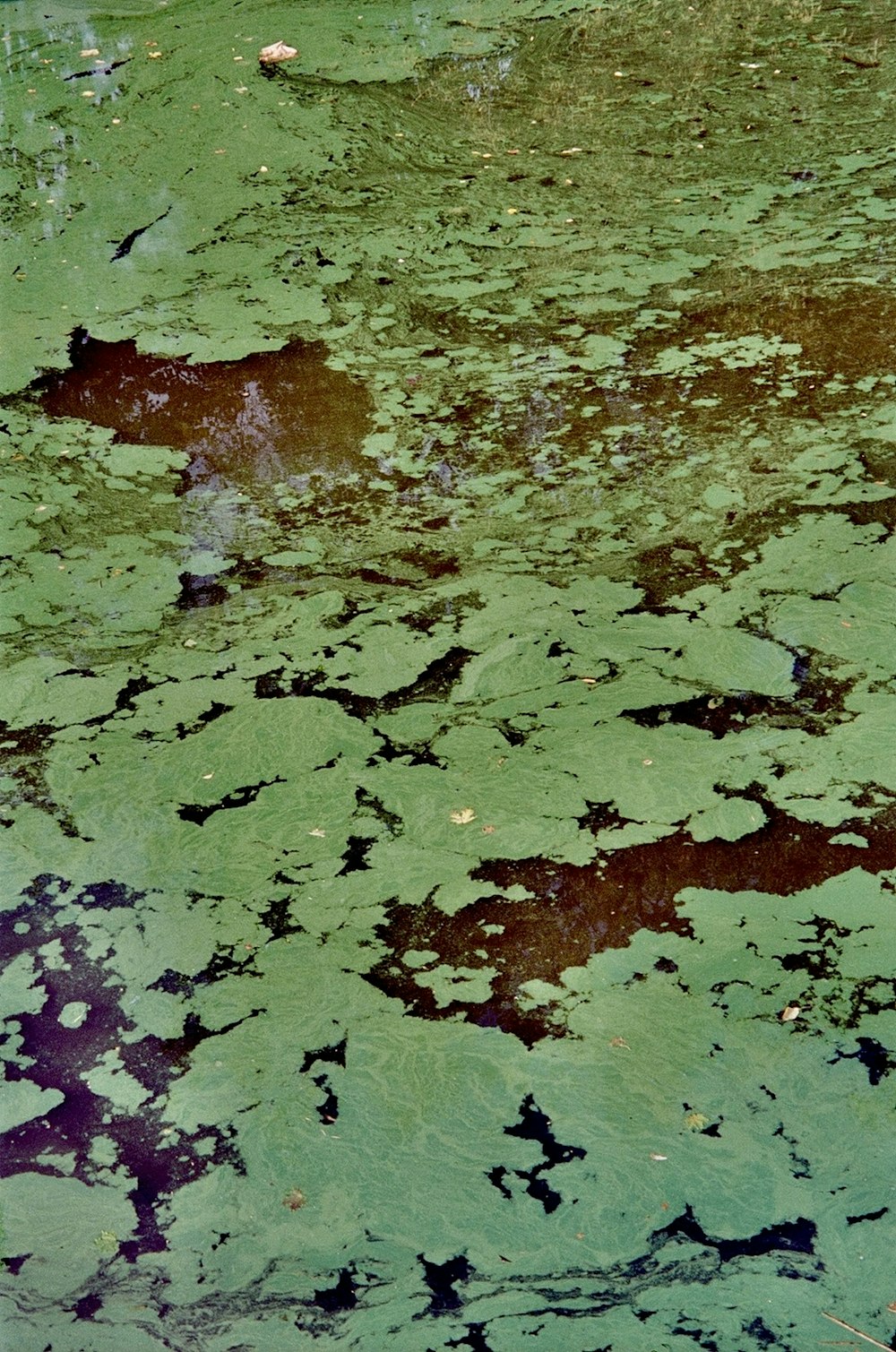 a large body of water filled with lots of green algae