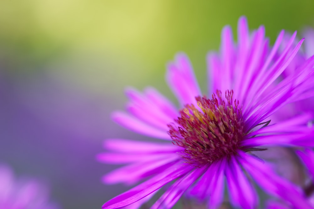 Eine Nahaufnahme einer lila Blume mit verschwommenem Hintergrund