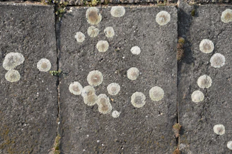 Clean surface after treatment, free from mold and lichens.