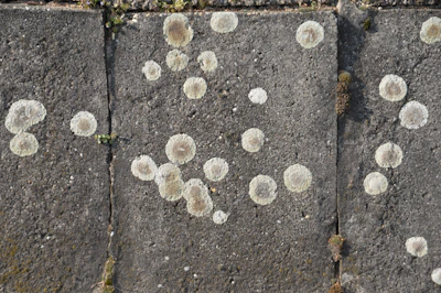 Clean surface after treatment, free from mold and lichens.