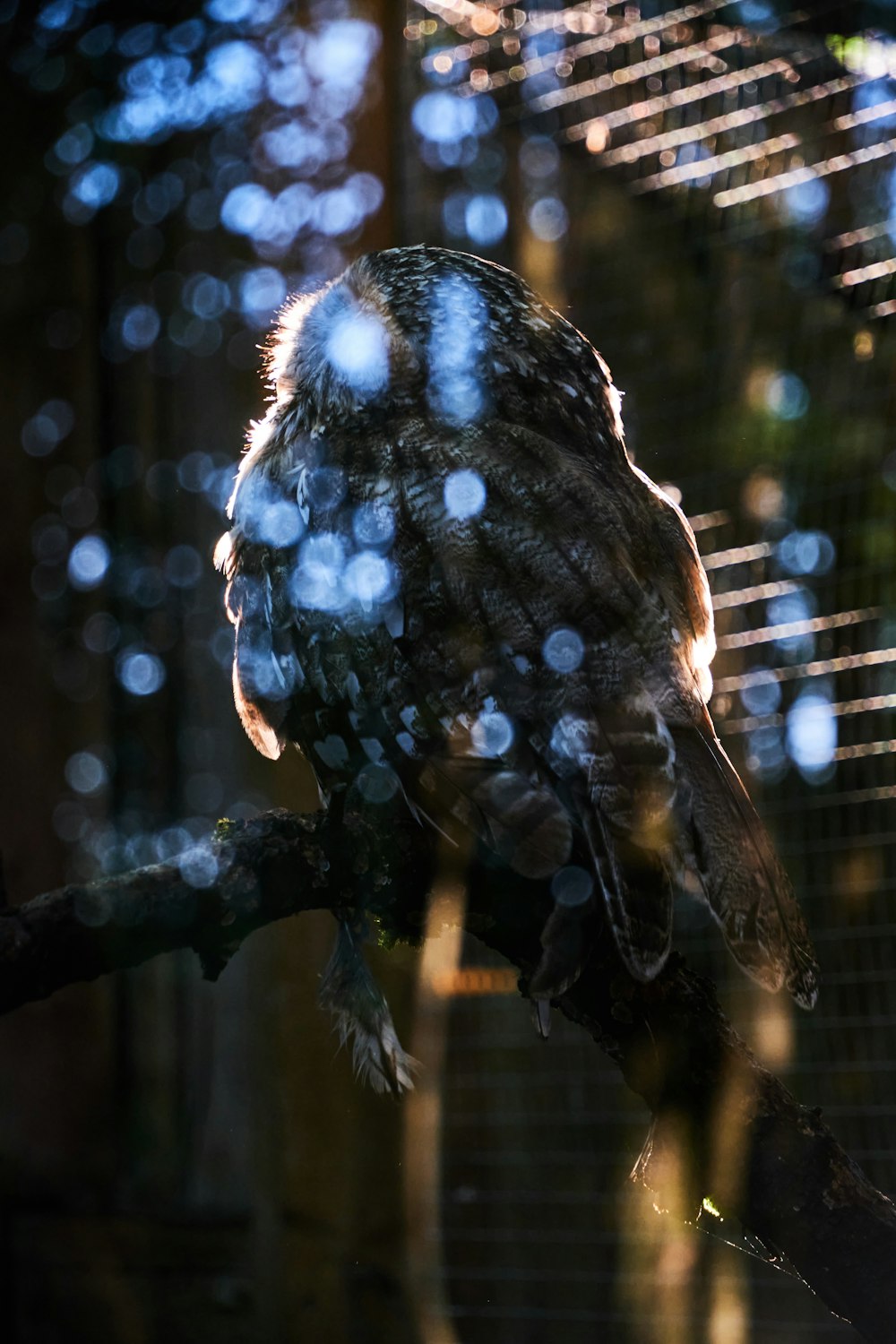 an owl sitting on a branch in a cage