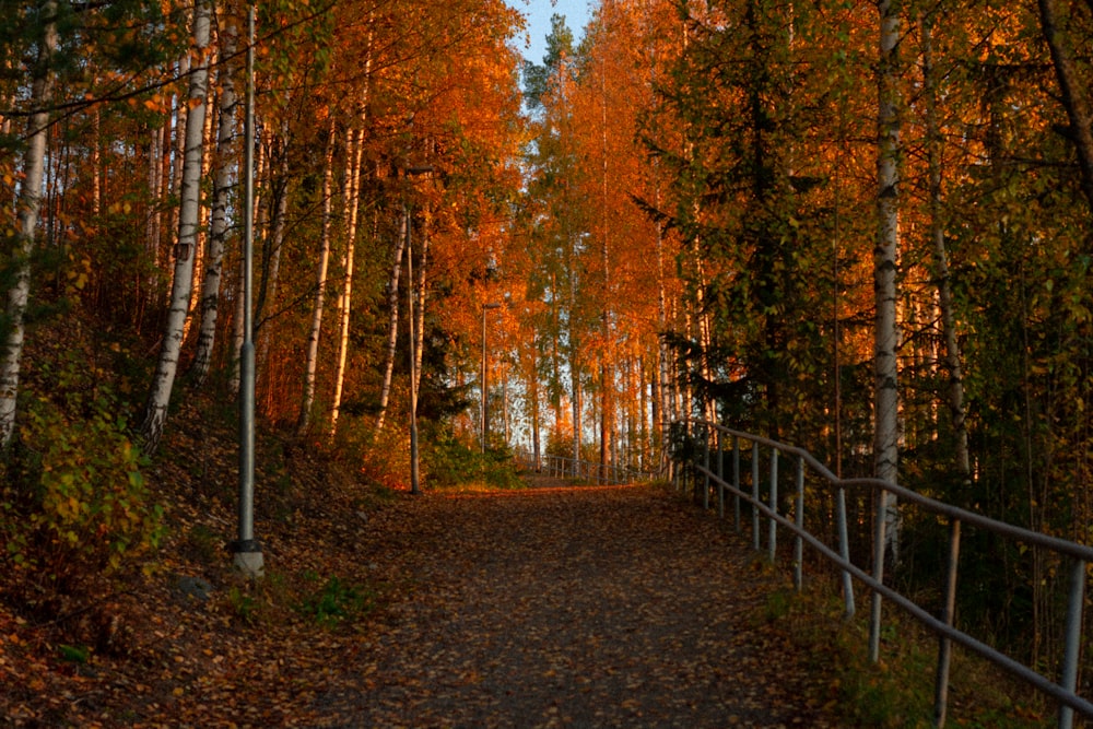 a dirt road surrounded by trees with orange leaves