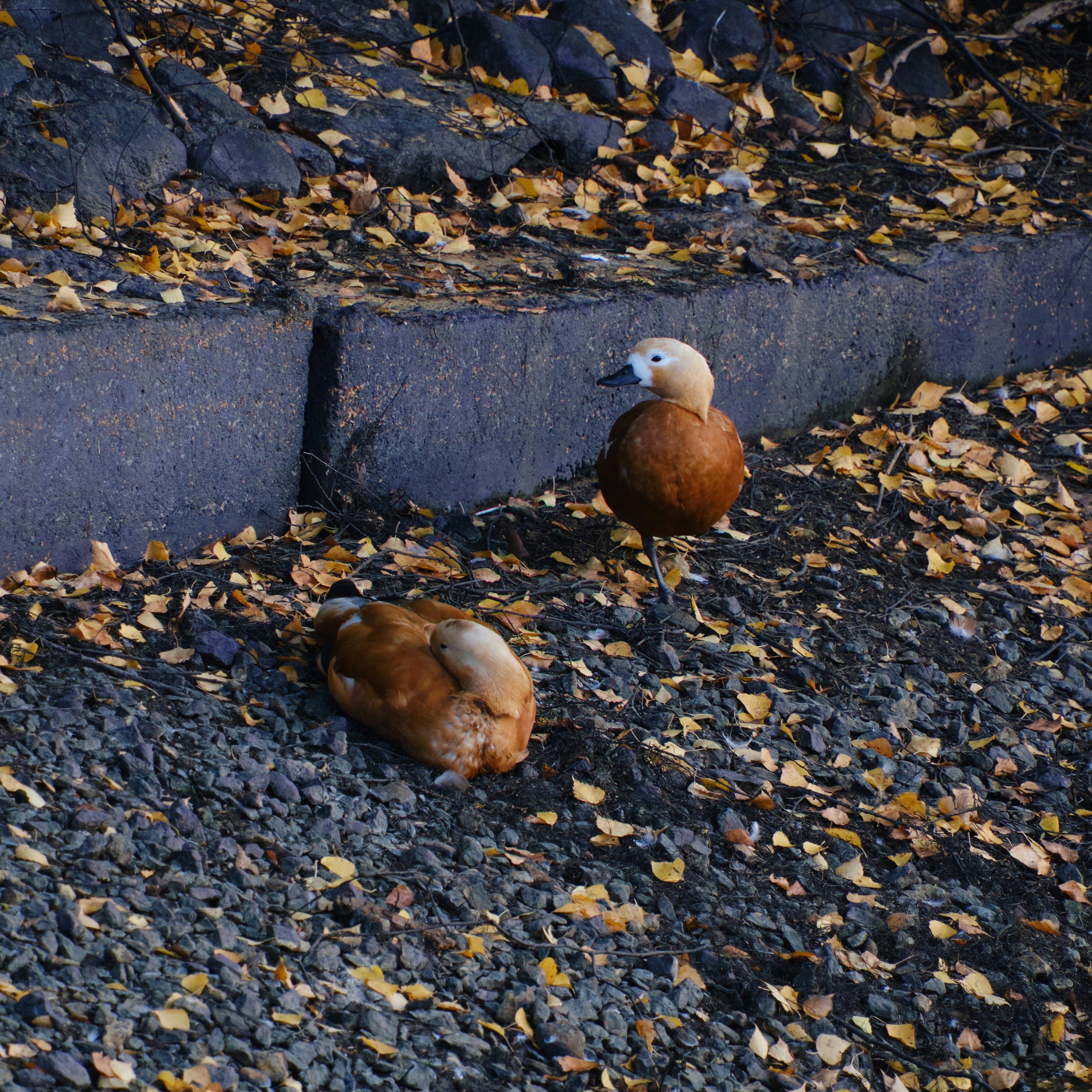 un paio di uccelli in piedi in cima a un mucchio di foglie