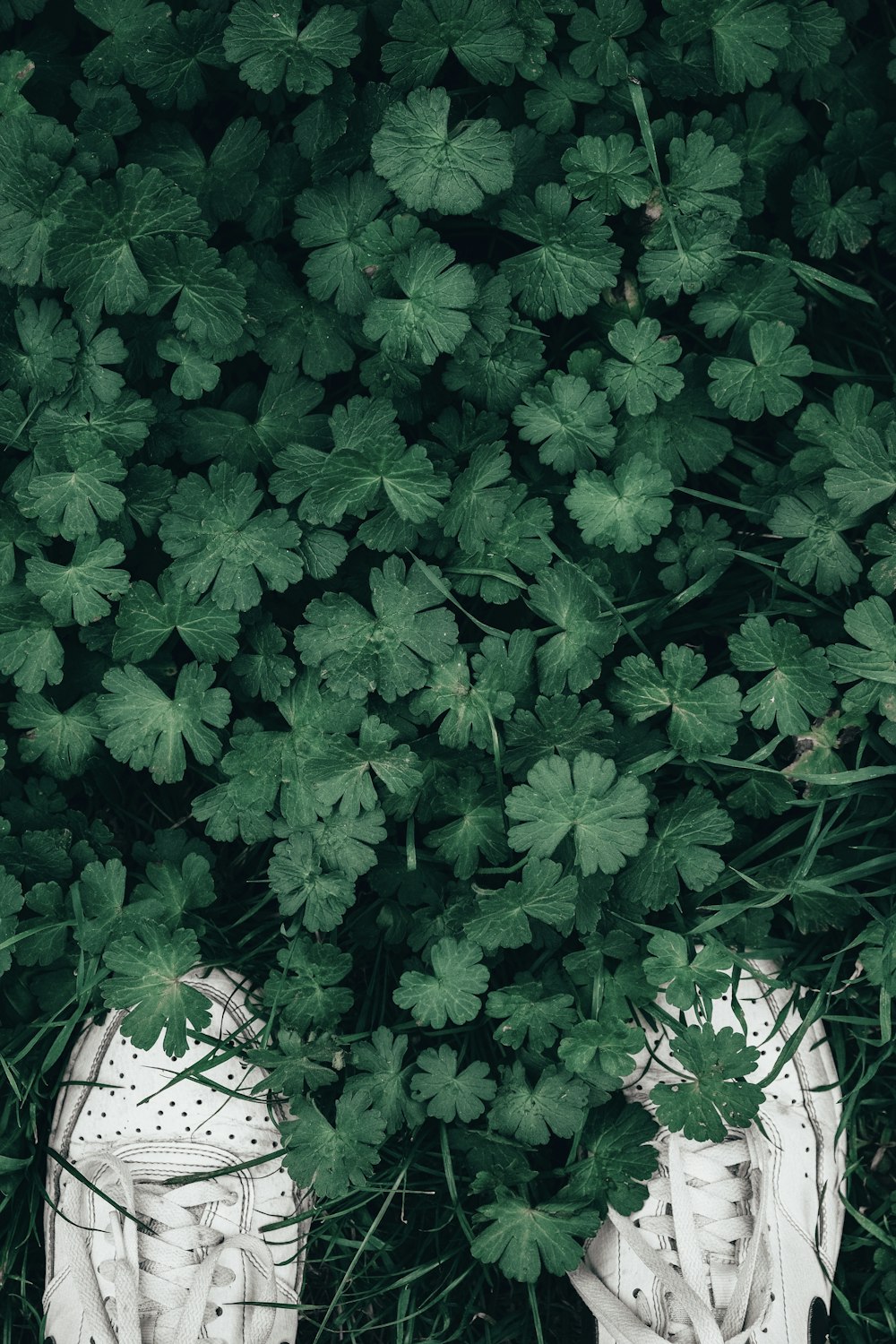 a pair of white tennis shoes sitting in the grass