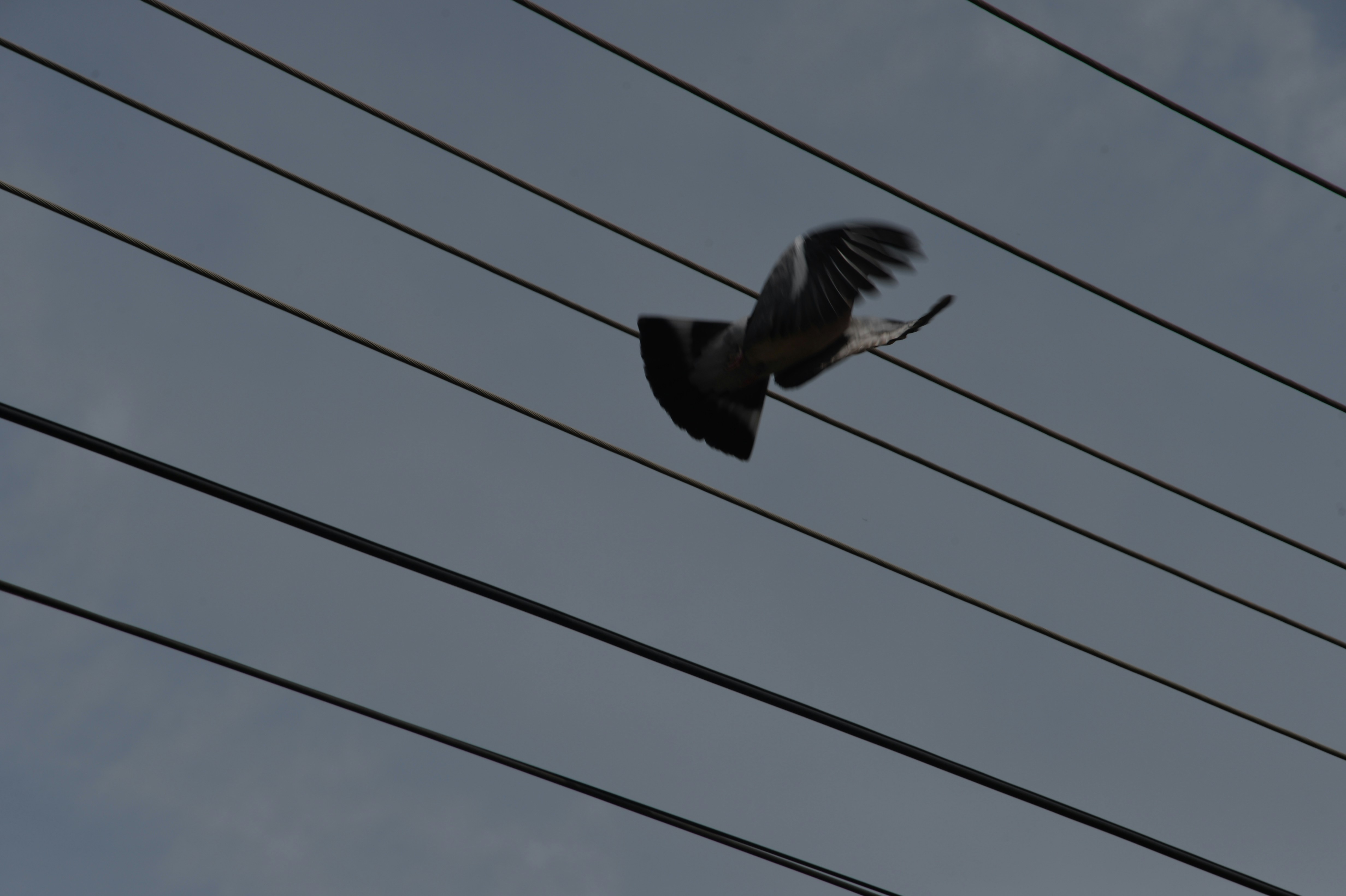 Photo by baliko_andras