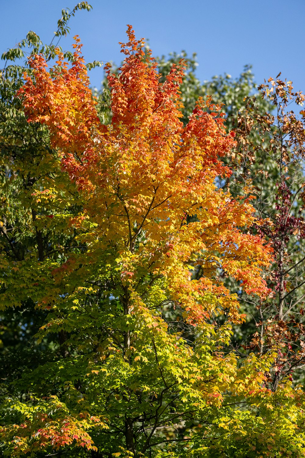 a group of trees that are next to each other