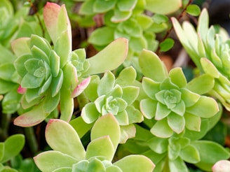 A close-up view of vibrant green succulent plants with rosette-shaped leaves. Some of the tips of the leaves have a subtle pink hue. The plants are densely packed, showcasing their symmetrical patterns and thick, fleshy leaves.