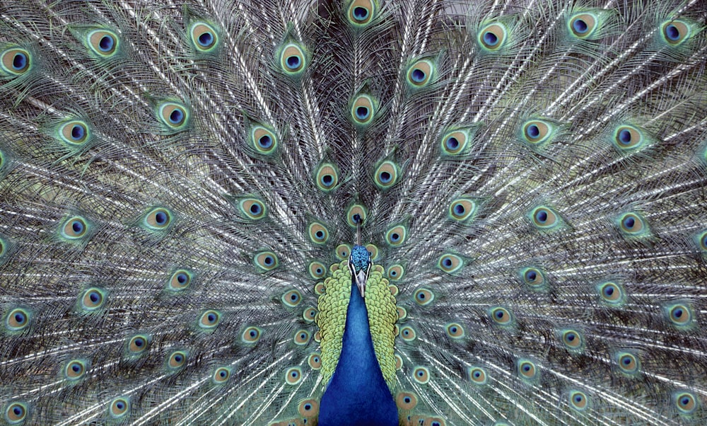 a close up of a peacock with its feathers open