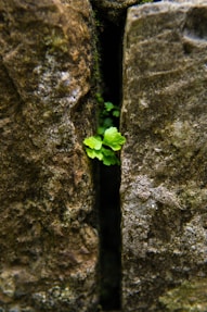 a small plant growing out of a crack in a rock