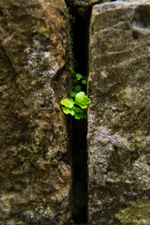 a small plant growing out of a crack in a rock