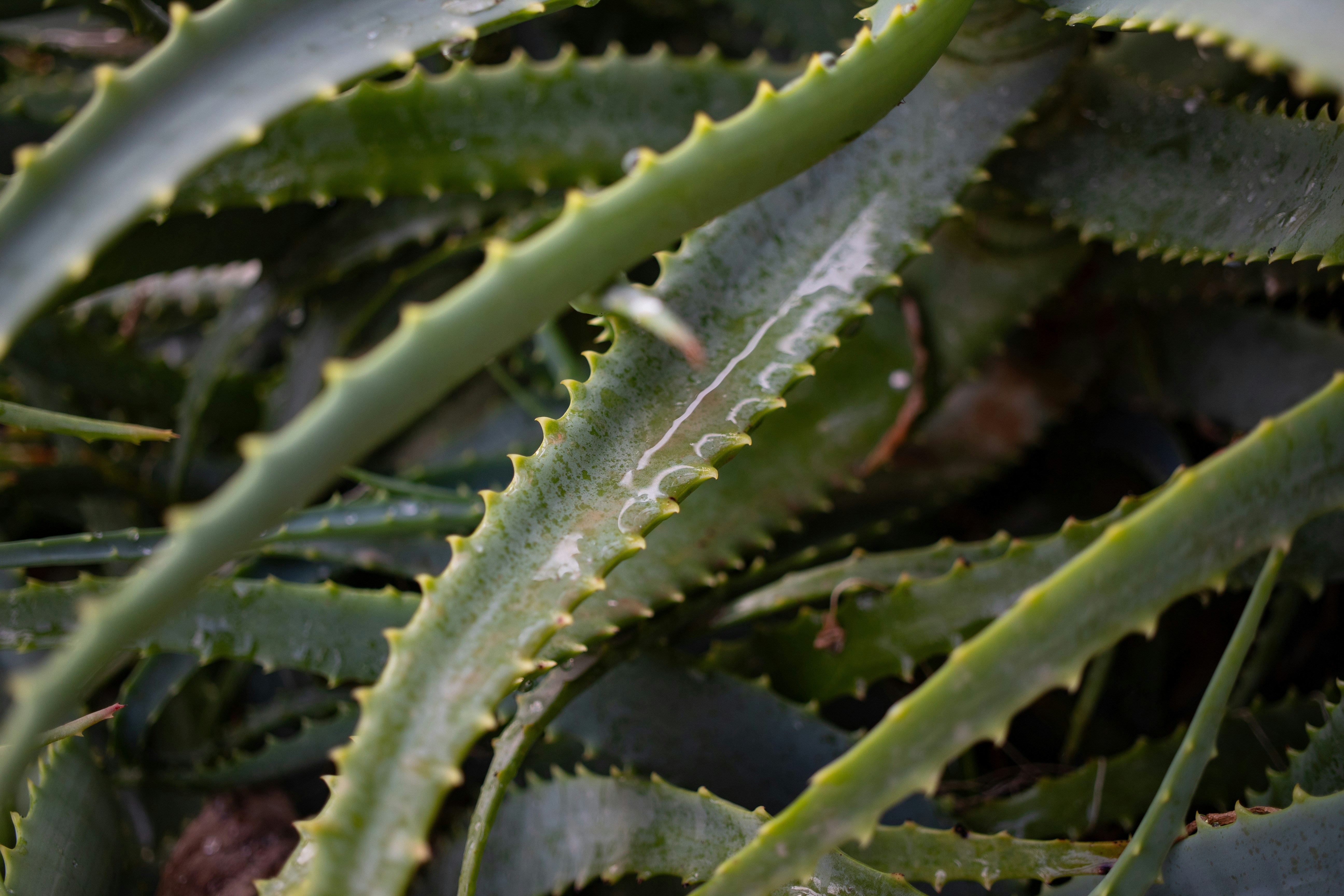 Gel de Aloe Vera Natural