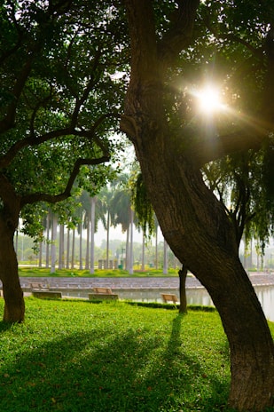 A serene outdoor scene in Pittsburgh, showing a quiet park with gentle sunlight.