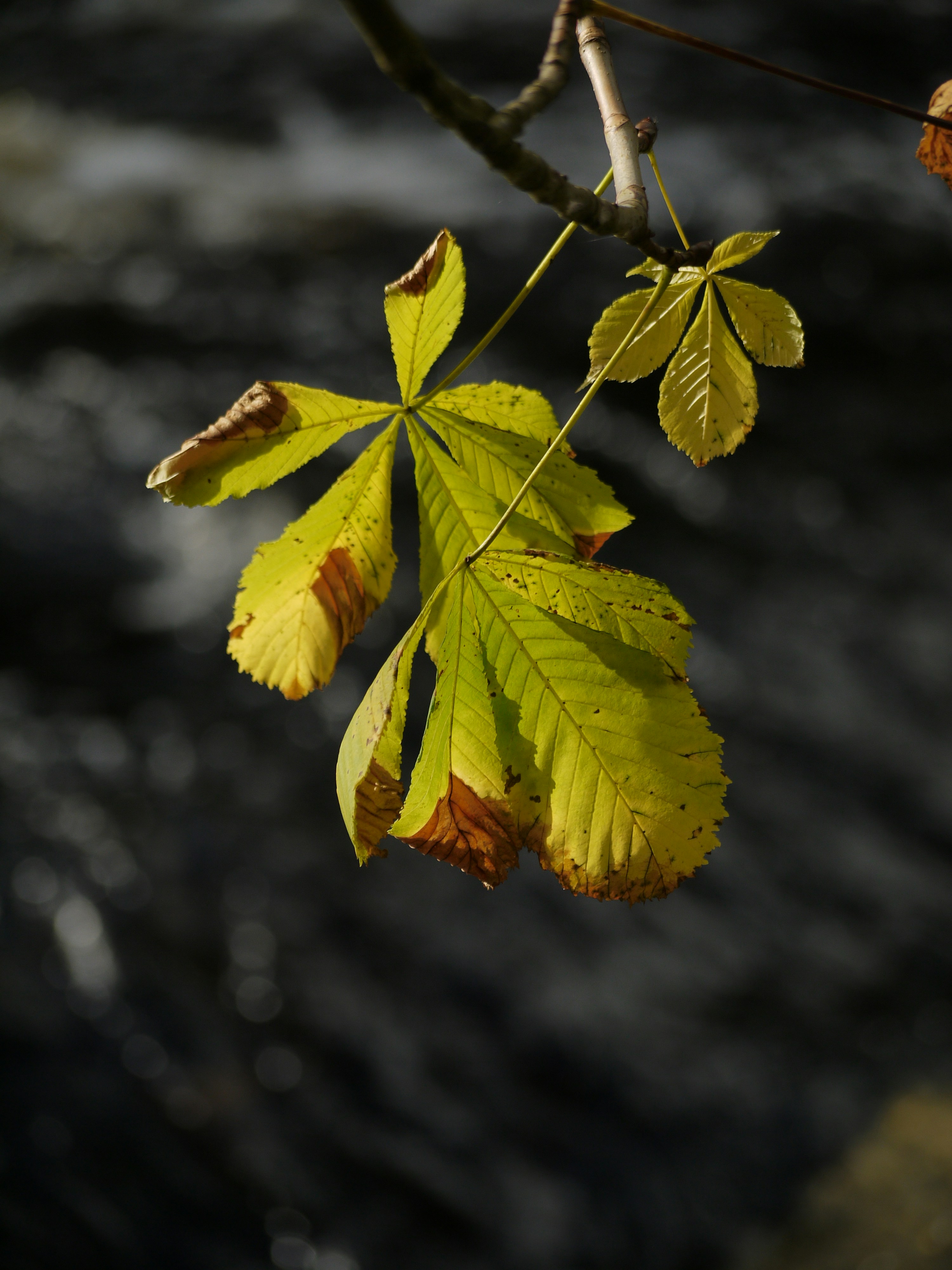 a branch of a tree with yellow leaves