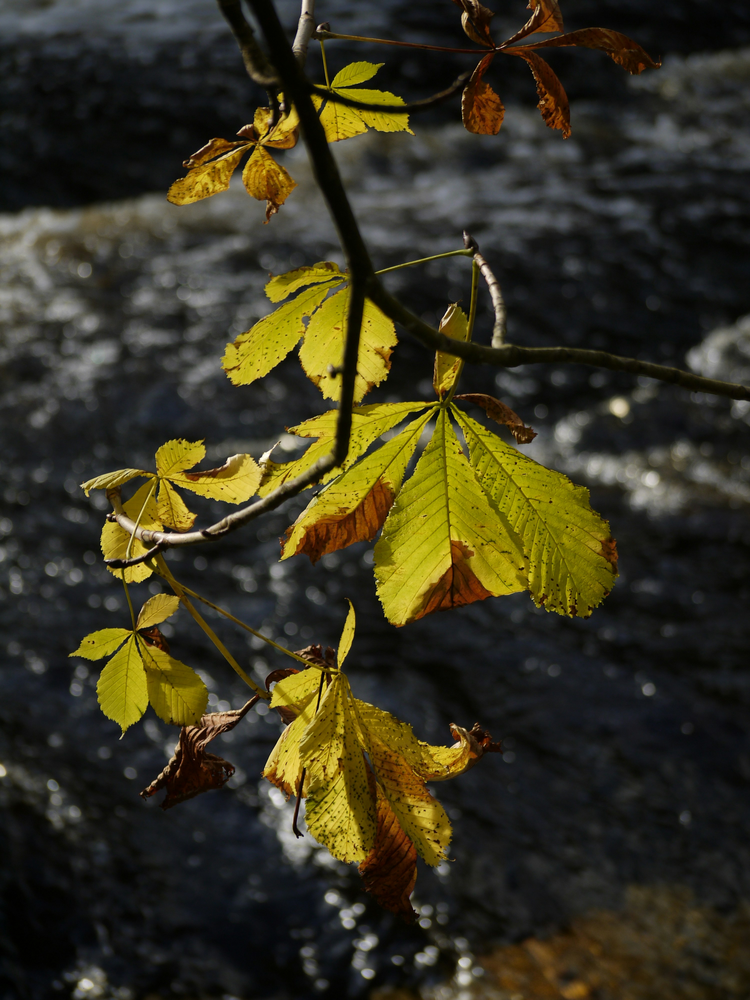 The Power of Walnuts: Why This Superfood Should Be Part of Your Daily Diet
