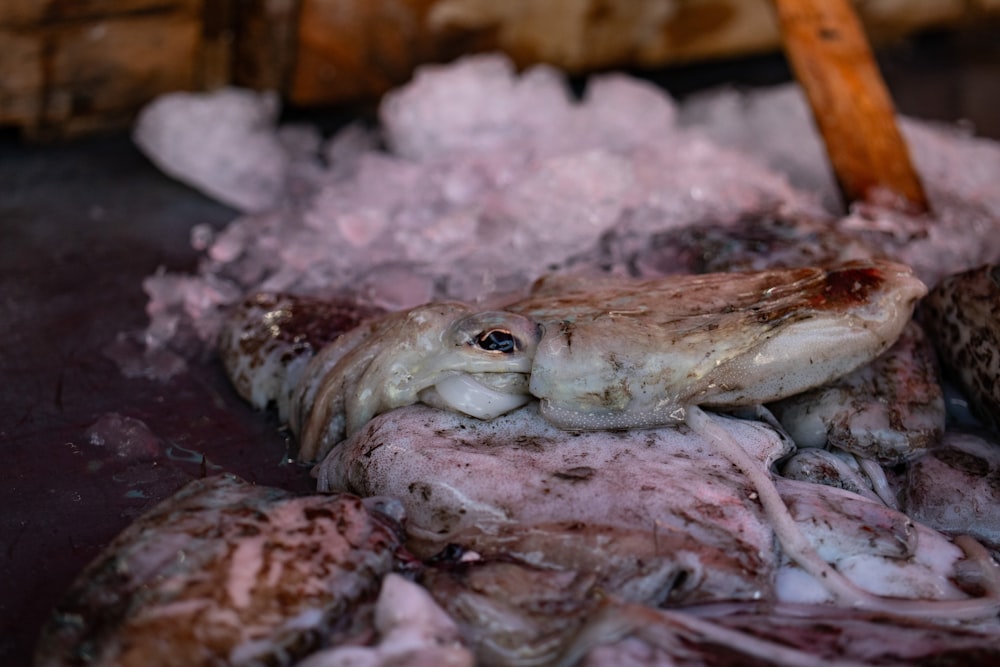 a bunch of fish that are on some ice