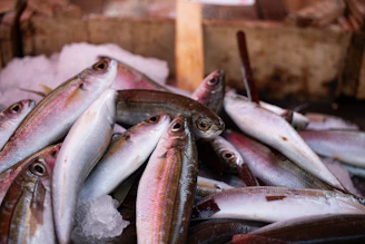 A colorful display of freshly caught fish laid out on crushed ice with vibrant lemon wedges.