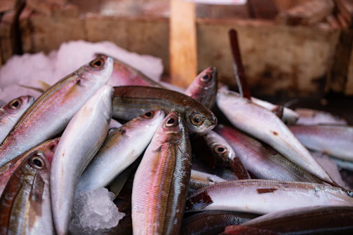 A colorful display of freshly caught fish laid out on crushed ice with vibrant lemon wedges.