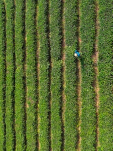 an aerial view of a farmer in a field