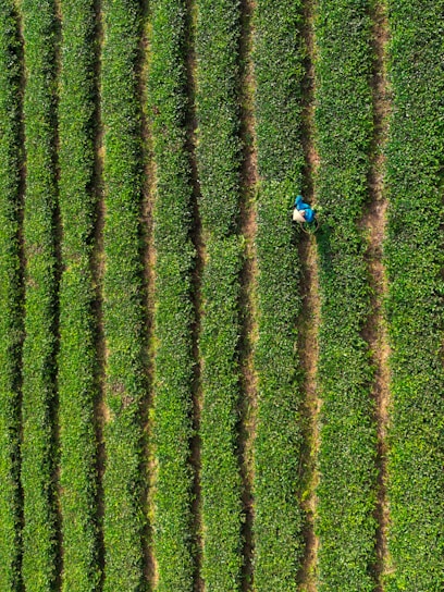 an aerial view of a farmer in a field