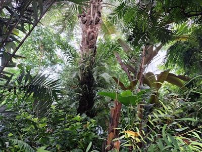 Lush rainforest with vibrant greenery and exotic plants.
