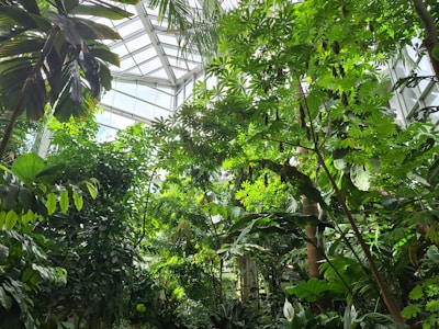Lush green foliage fills a greenhouse with various tropical plants reaching towards the light streaming in through the glass ceiling. The environment is vibrant and dense, with a variety of leaf shapes and sizes visible.