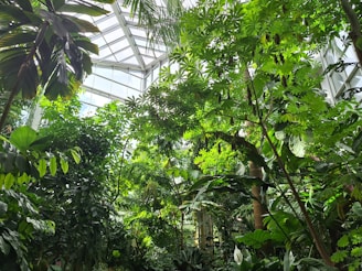 Lush green foliage fills a greenhouse with various tropical plants reaching towards the light streaming in through the glass ceiling. The environment is vibrant and dense, with a variety of leaf shapes and sizes visible.