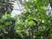 Lush green foliage fills a greenhouse with various tropical plants reaching towards the light streaming in through the glass ceiling. The environment is vibrant and dense, with a variety of leaf shapes and sizes visible.