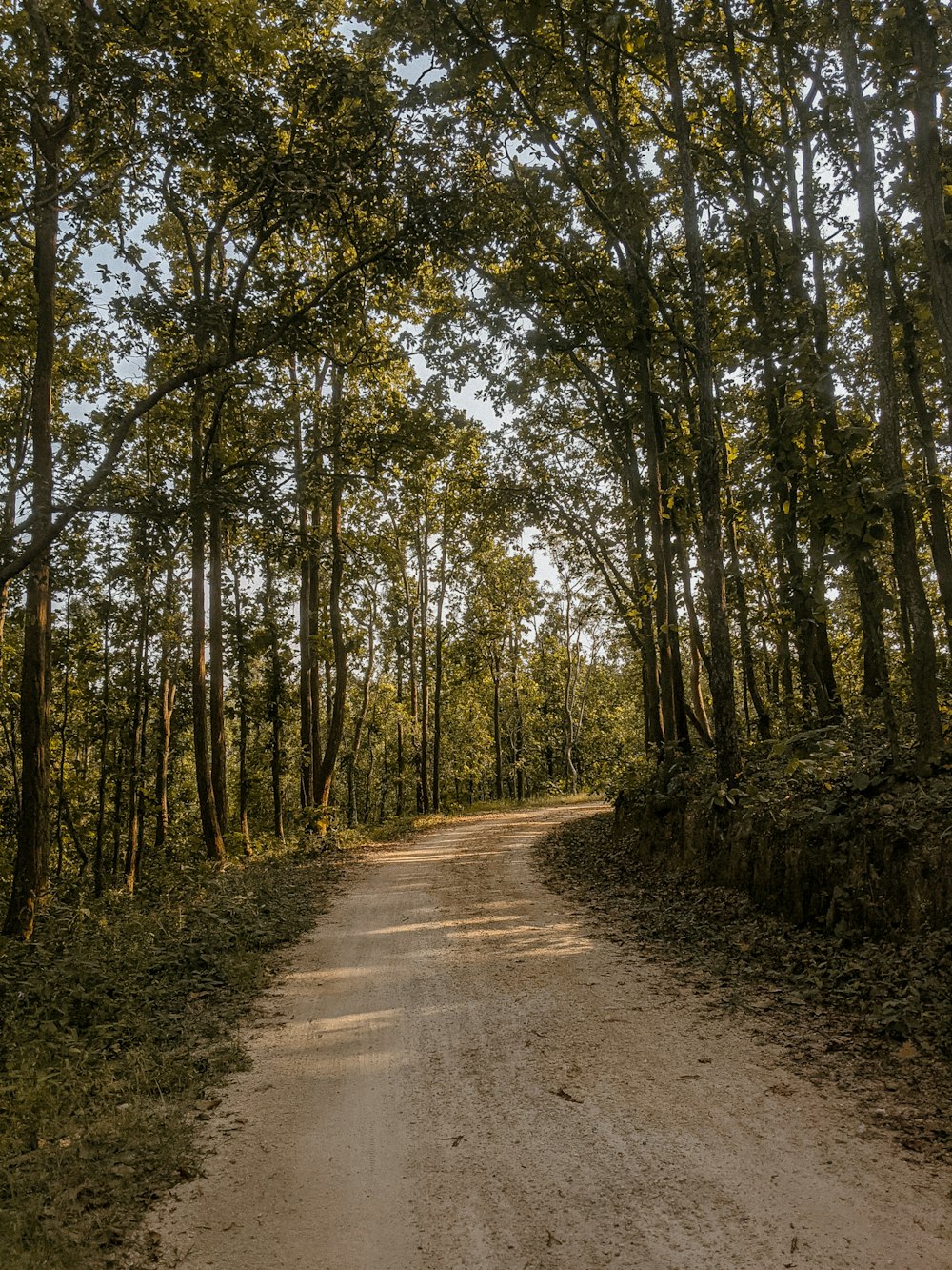 a dirt road in the middle of a forest