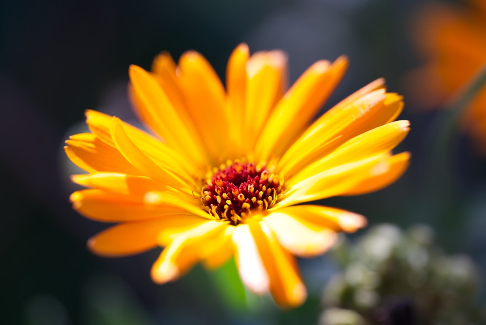 a close up of a yellow flower with a blurry background