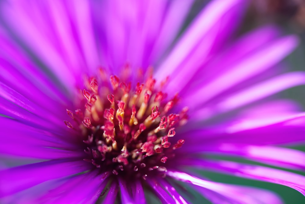 a close up of a purple flower with a green background