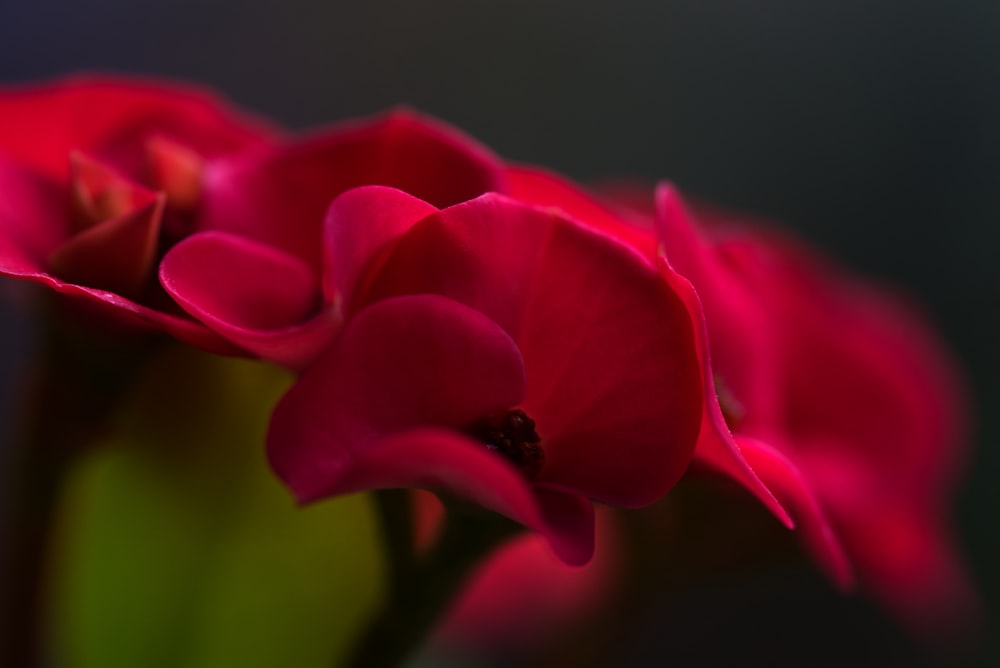 a close up of a flower with a blurry background