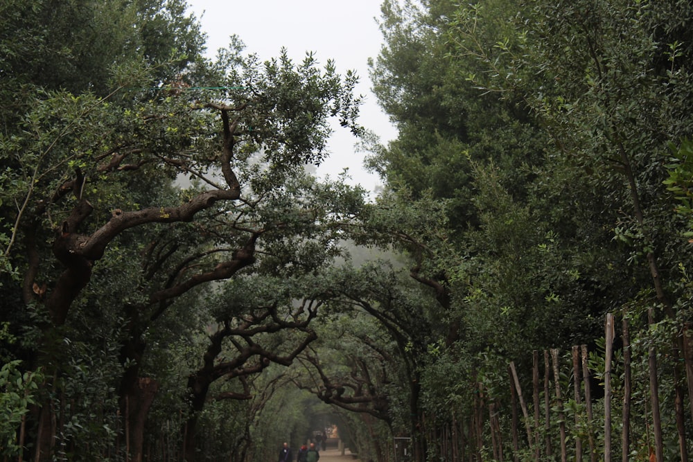 a group of people walking down a tree lined road