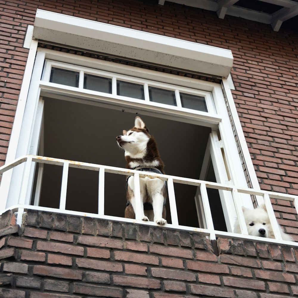 a dog sitting on a balcony looking out the window