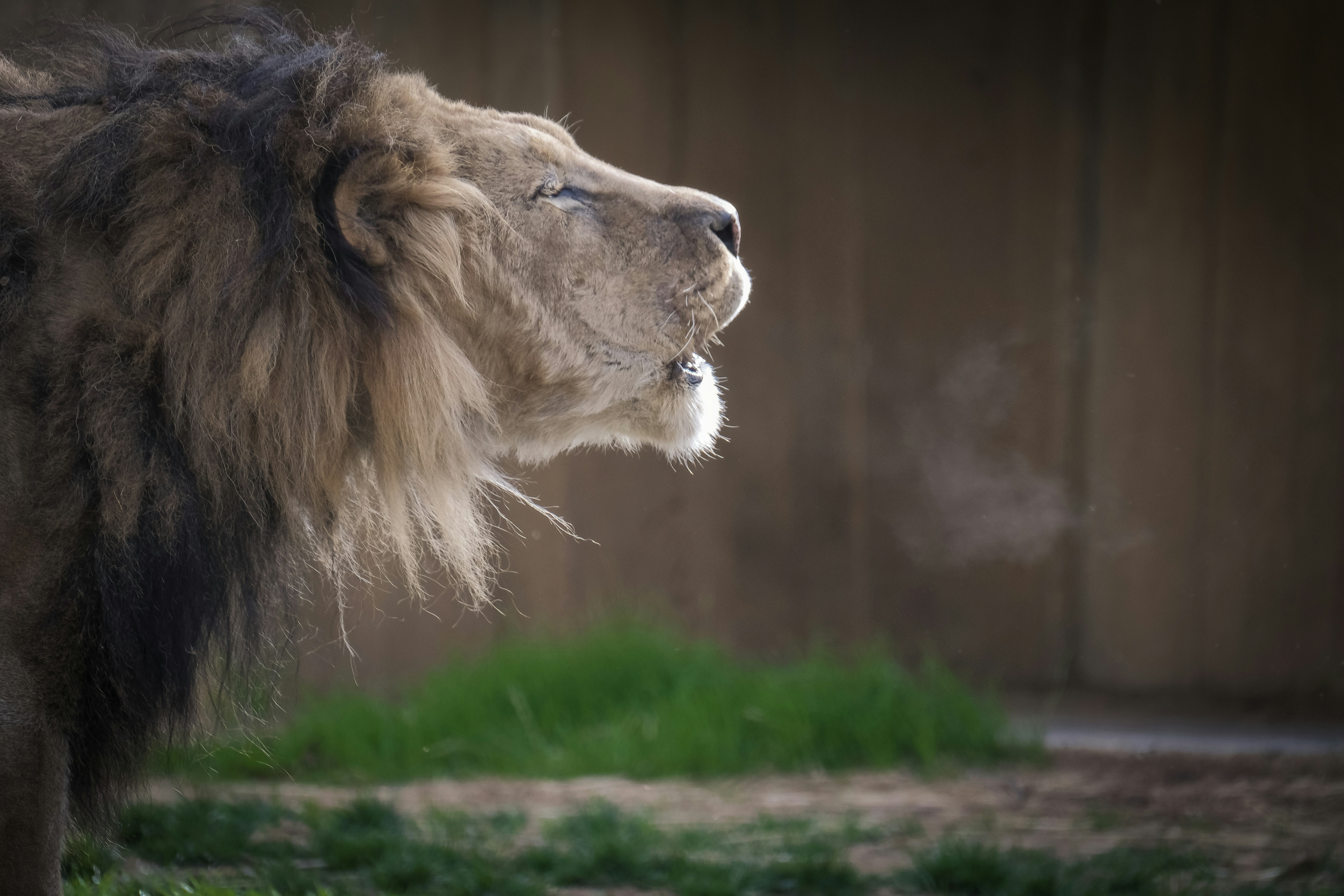 a lion standing in the grass with its mouth open