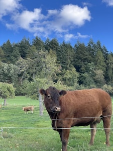Majestic Brown Cow