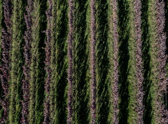 An aerial view of a vineyard with neatly aligned rows of grapevines. The green grass contrasts with the darker soil and the reddish hues of autumn leaves on the vines. Shadows are cast across the rows, creating a pattern of light and dark stripes.