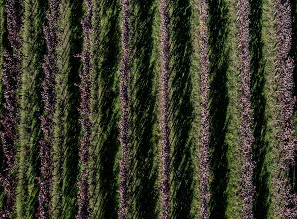 An aerial view of a vineyard with neatly aligned rows of grapevines. The green grass contrasts with the darker soil and the reddish hues of autumn leaves on the vines. Shadows are cast across the rows, creating a pattern of light and dark stripes.