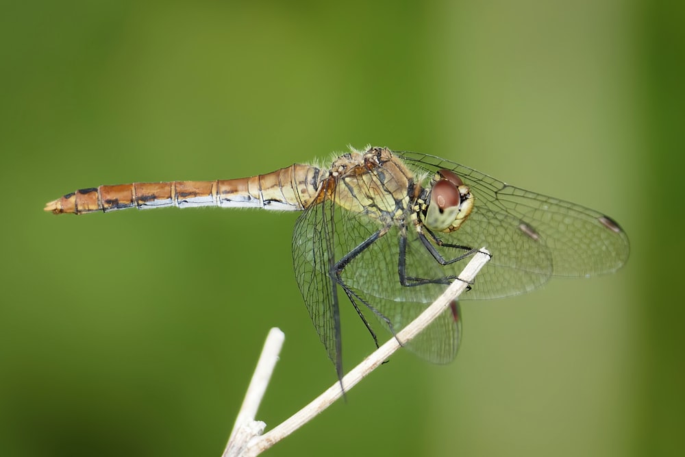 a close up of a dragonfly on a twig