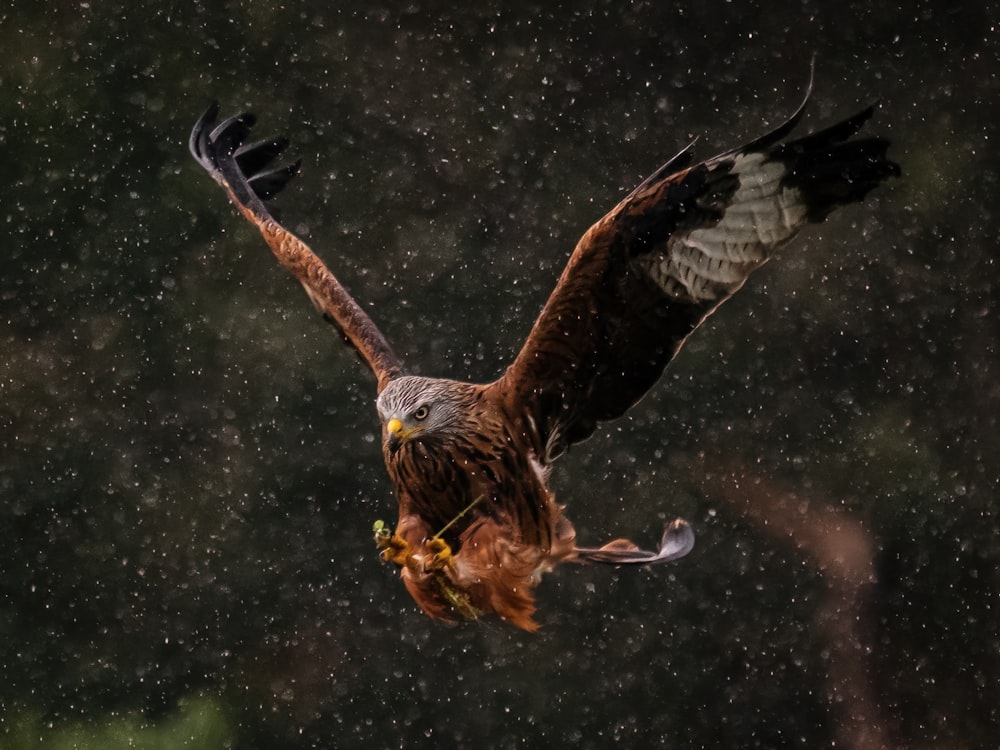 a large bird of prey flying through the air