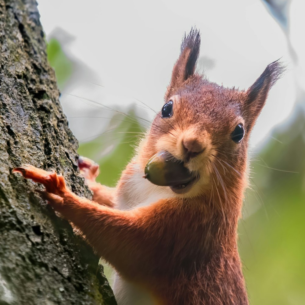 a close up of a squirrel on a tree