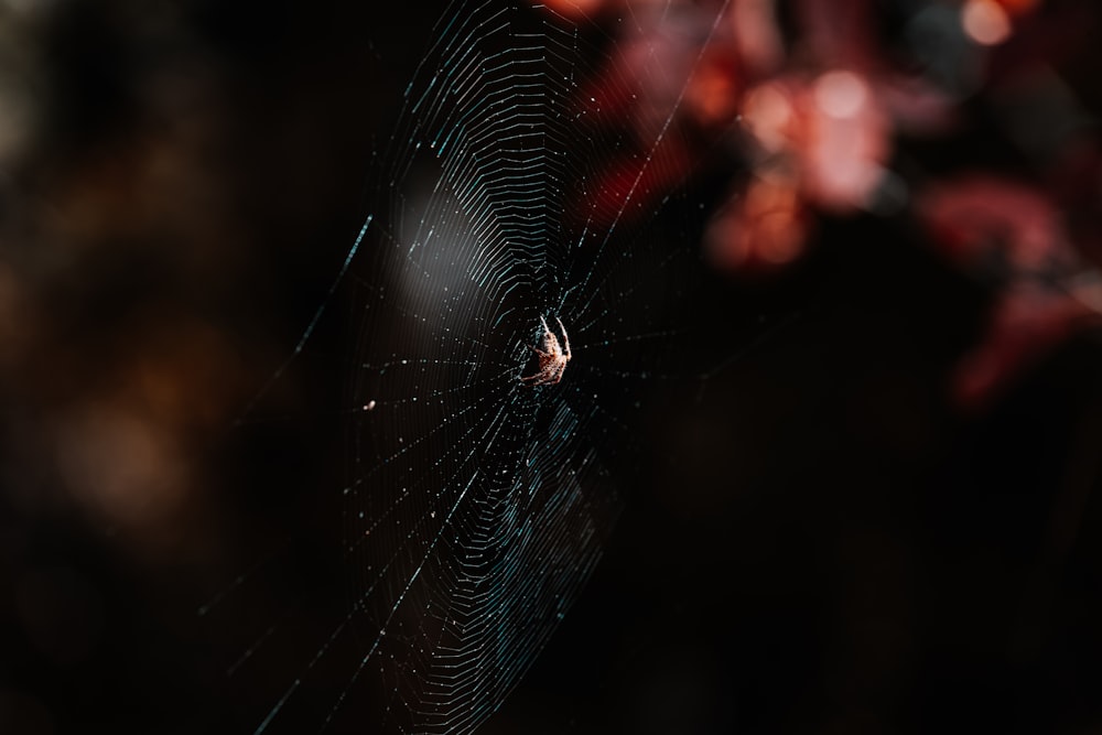 a close up of a spider on its web