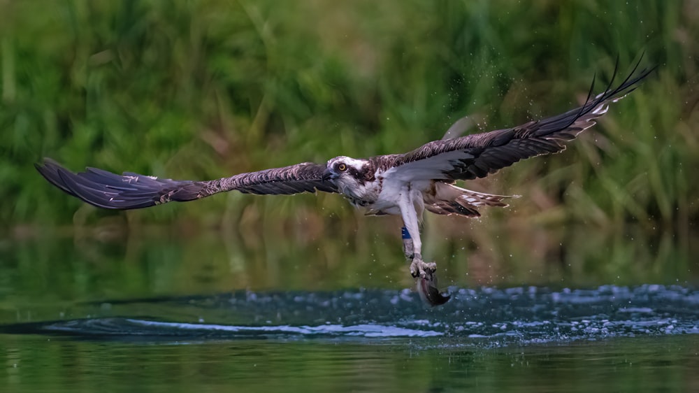 a large bird flying over a body of water