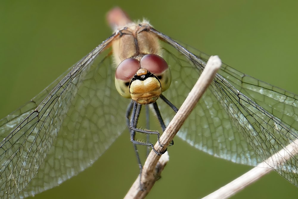 a close up of a dragonfly on a twig