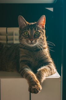 A tabby cat with a smooth, shiny coat, calmly resting after grooming.