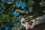 A cluster of ripe grapes hangs from a vine surrounded by lush green leaves. The vine is interwoven with cables and appears to be growing against a wooden structure. Sunlight filters through the leaves, casting shadows and creating a play of light and shadow on the wood. The background is a clear, bright blue sky.